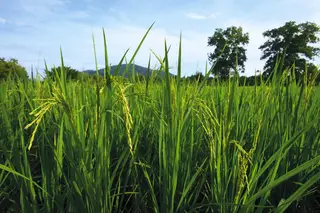 ศูนย์ศึกษาการพัฒนาพิกุลทอง