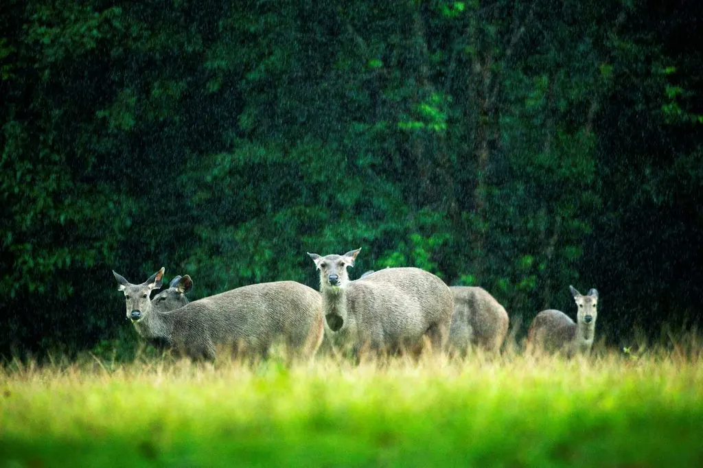 อุทยานแห่งชาติเขาใหญ่-nakhon-ratchasima