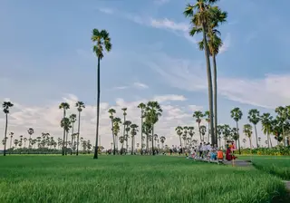 ดงตาลสามโคก