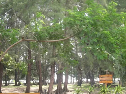 หาดแหลมสน